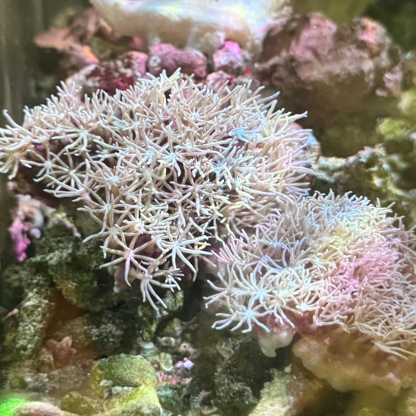 【沖縄北部もとぶ産】スターポリプノーマル6cm前後 海水魚プロショップ
