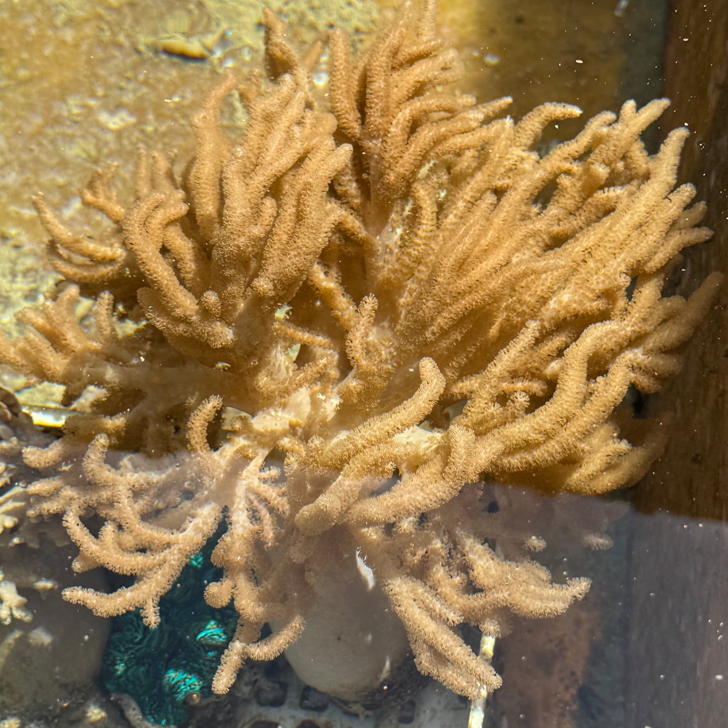 【沖縄北部もとぶ産】ヤナギトサカsp. 縦横最大28cm前後 海水魚プロショップ