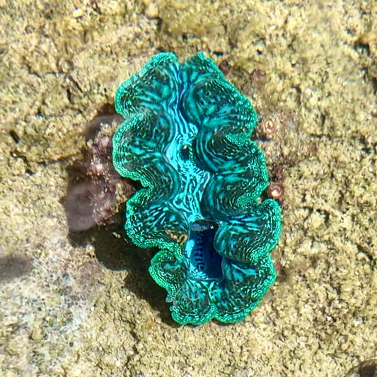 【沖縄北部もとぶ産】ヒメシャコガイ SSSランク9〜10cm前後 海水魚プロショップ