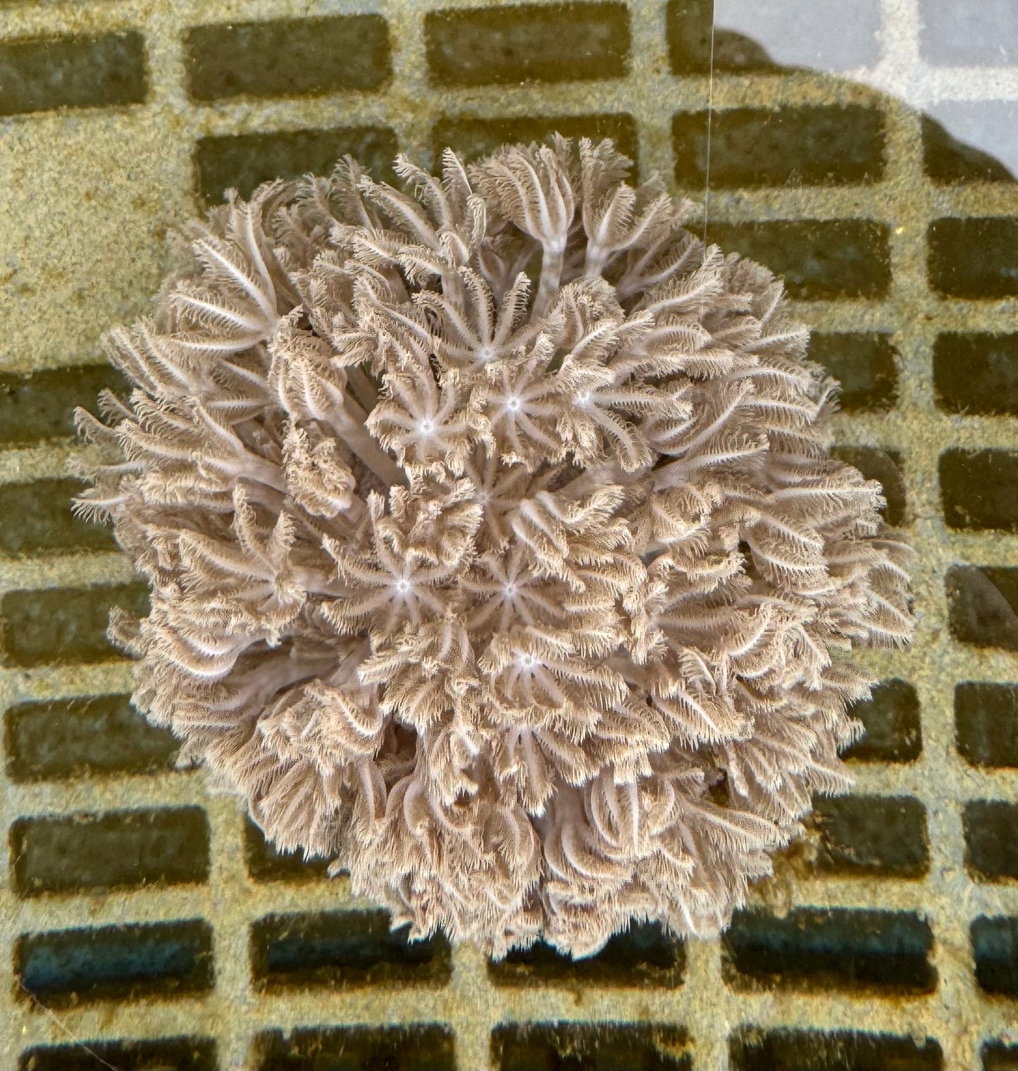 【沖縄北部もとぶ産】チガイウミアザミ(パクパクウミアザミ) 7〜8cm前後 海水魚プロショップ