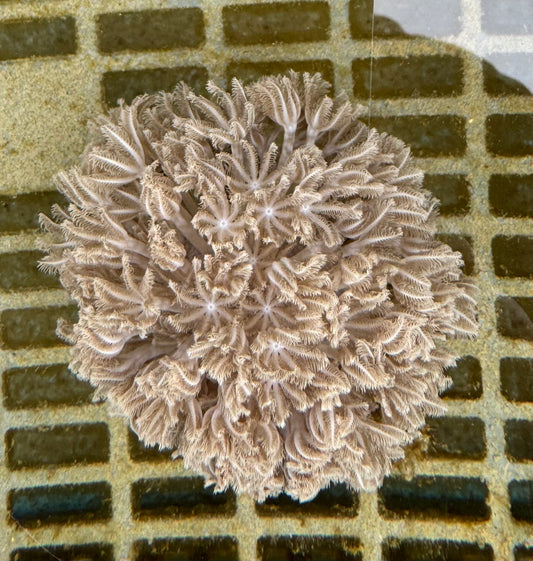 【沖縄北部もとぶ産】チガイウミアザミ(パクパクウミアザミ) 7〜8cm前後 海水魚プロショップ