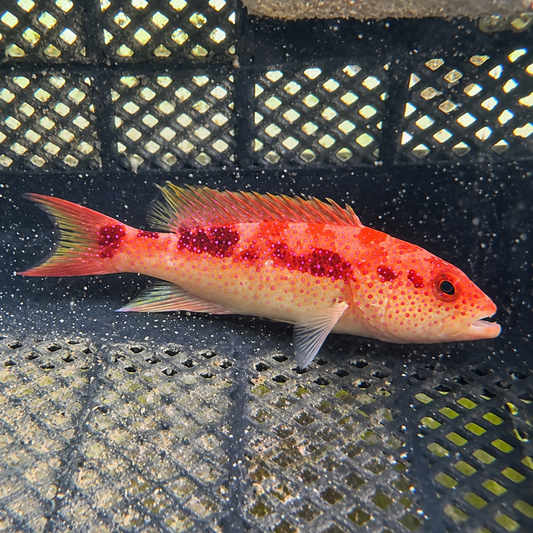 【沖縄北部もとぶ産】バラハタ12〜14cm前後 粒餌OK 海水魚プロショップ