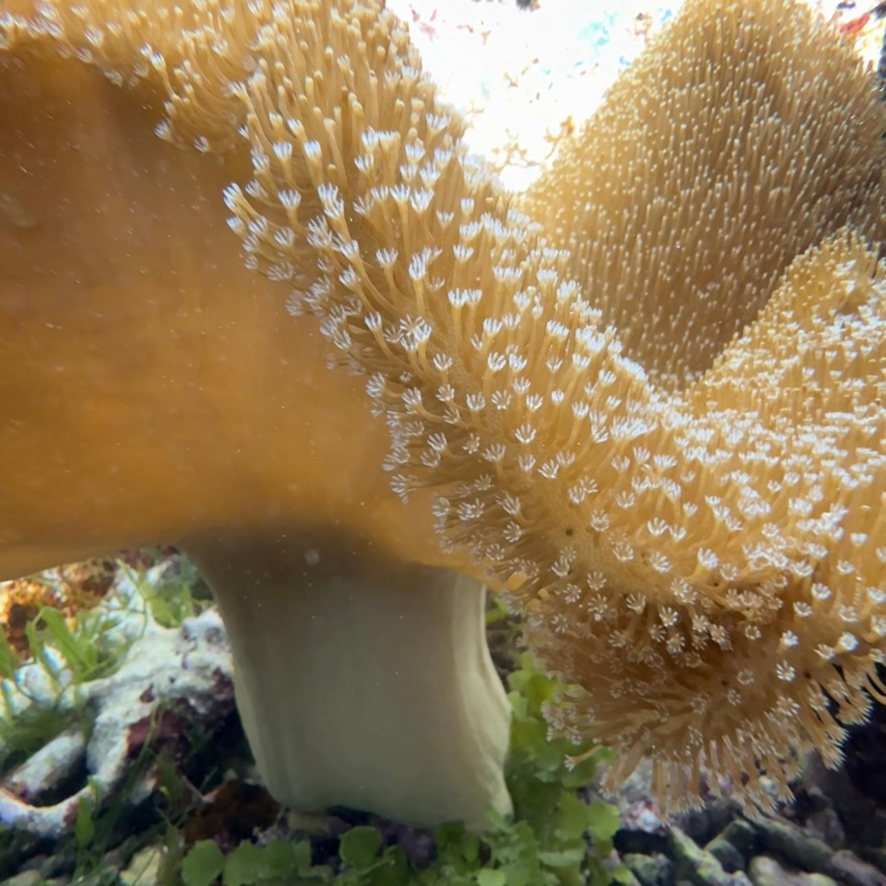 【沖縄北部もとぶ産】特大ウミキノコ 40〜45cm前後 海水魚プロショップ