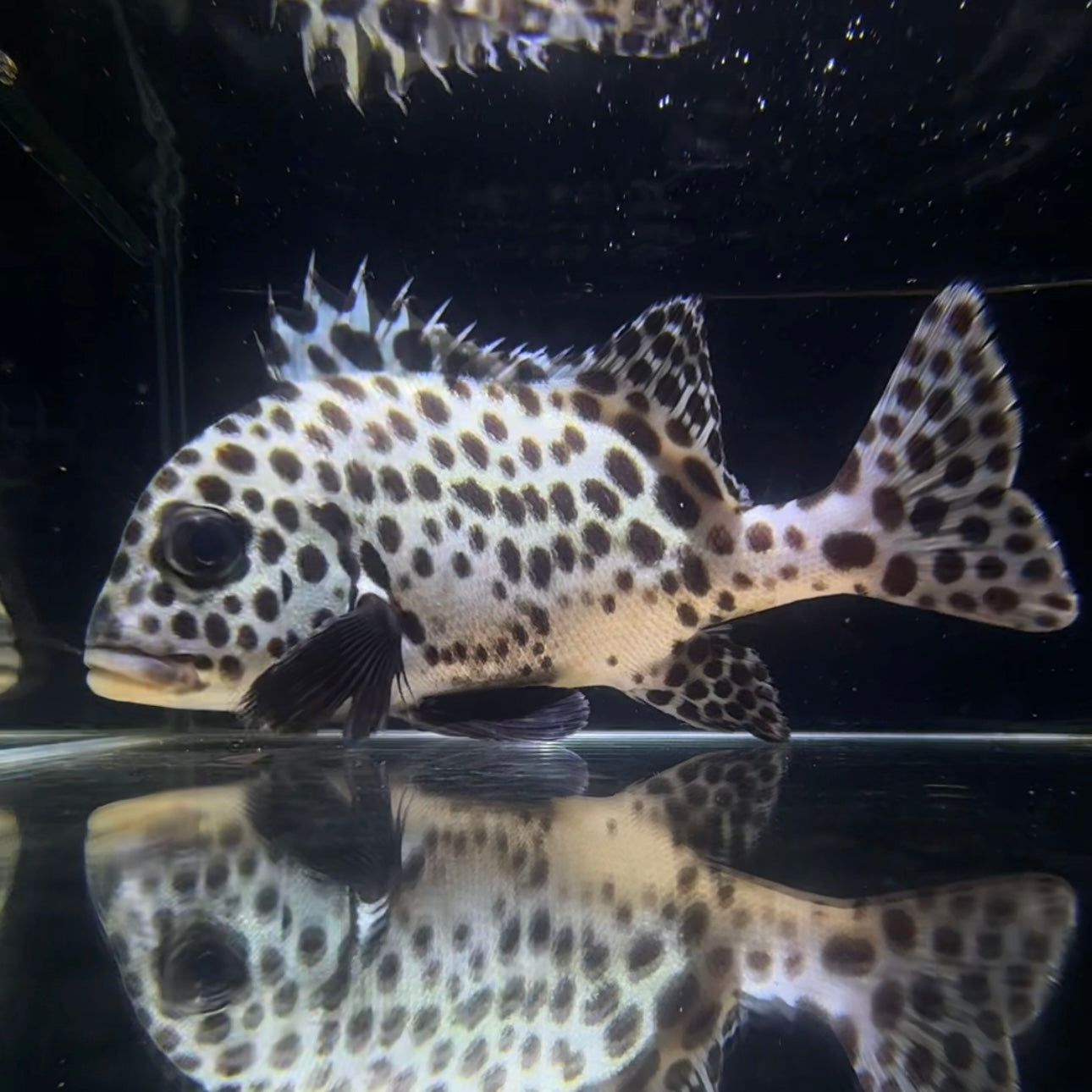 【沖縄もとぶ産】チョウチョウコショウダイ 海水魚 – MOTOBU AQUARIUM