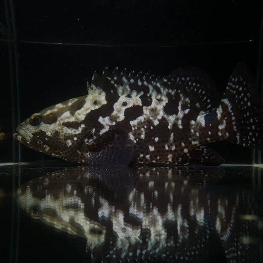 【沖縄北部もとぶ産】マダラハタ25cm前後 海水魚プロショップ