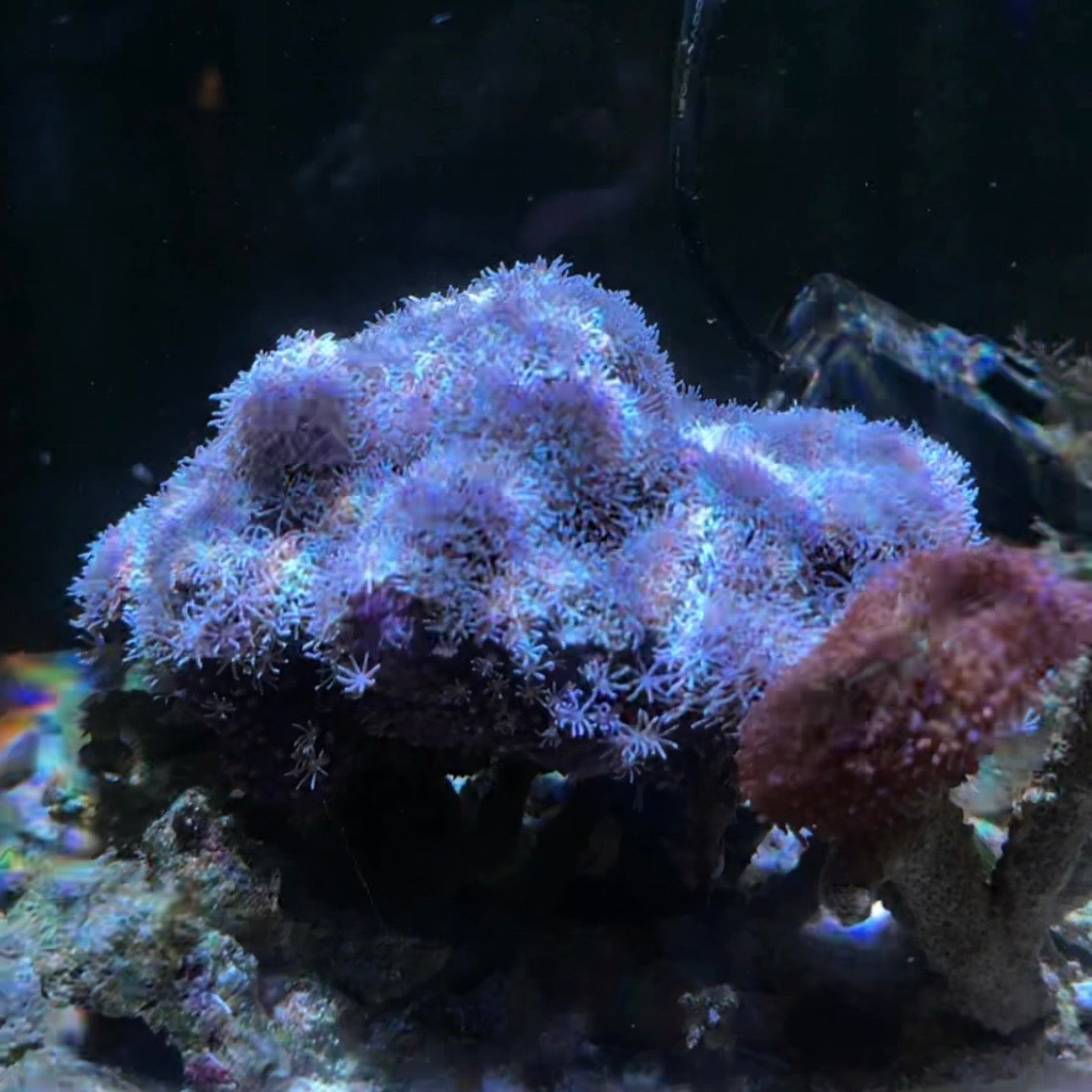 MOTOBU AQUARIUM