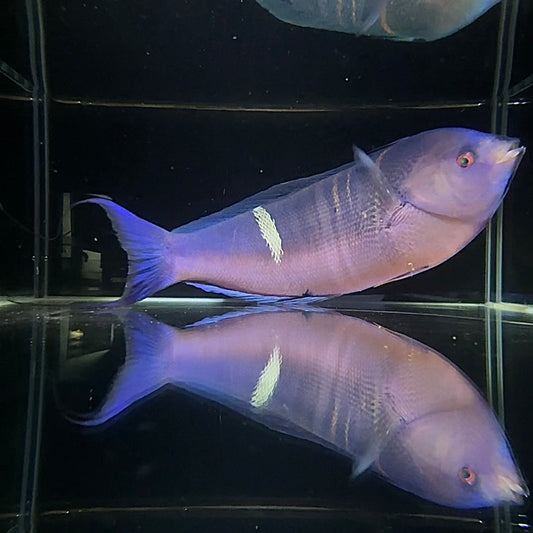 【沖縄北部もとぶ産】 シラタキベラダマシ 25cm前後海水魚プロショップ