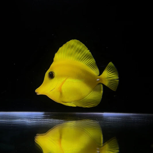 【沖縄もとぶ産】ゴマハギ(黄色個体) 8cm前後 海水魚プロショップ