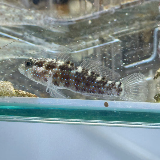 【沖縄北部もとぶ産】ホシハゼ3〜4cm前後 海水魚プロショップ