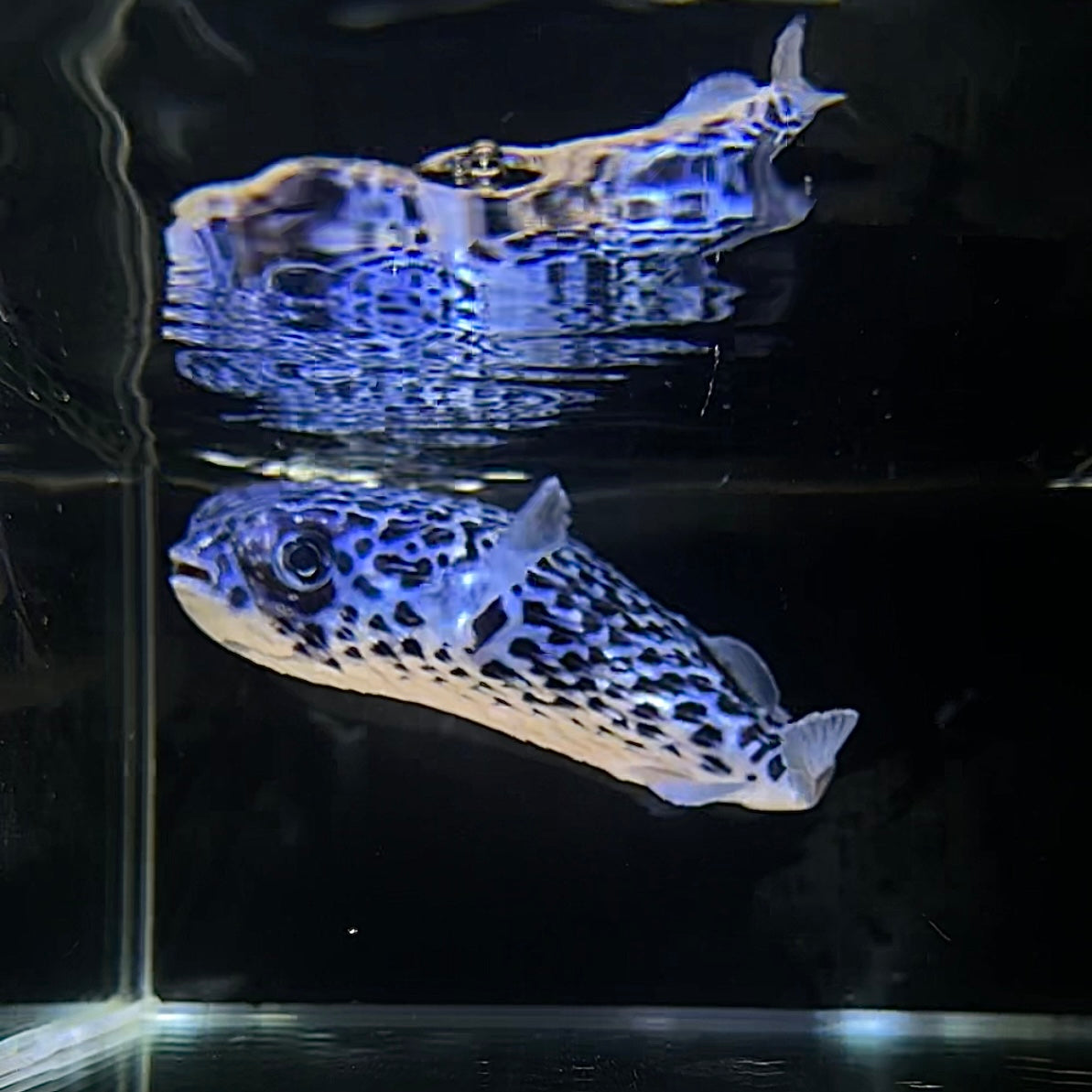 【沖縄北部もとぶ産】ヤセハリセンボン 14cm前後 海水魚プロショップ