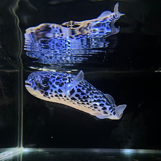 【沖縄北部もとぶ産】ヤセハリセンボン 14cm前後 海水魚プロショップ