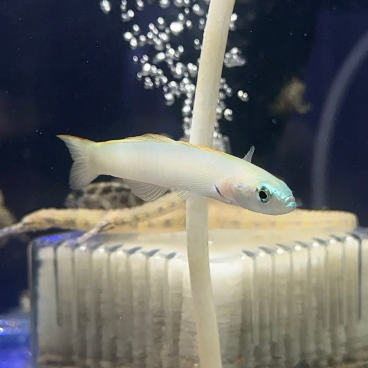 【沖縄北部もとぶ産】イトマンクロユリハゼ8〜9cm前後 海水魚プロショップ