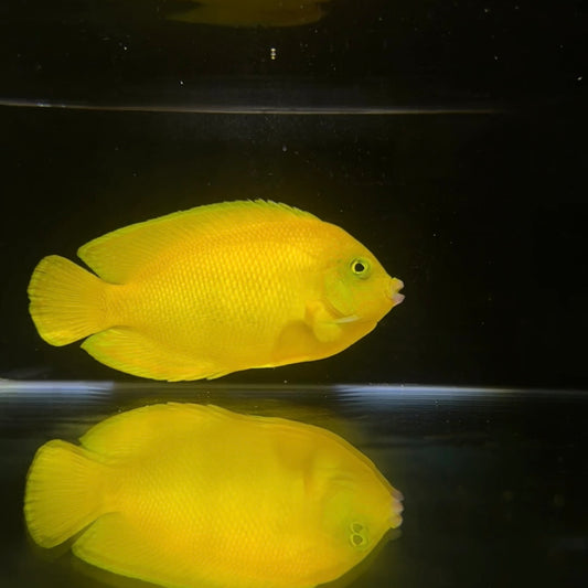 【沖縄北部もとぶ産】ヘラルドコガネヤッコ11cm前後 粒餌OK 海水魚プロショップ