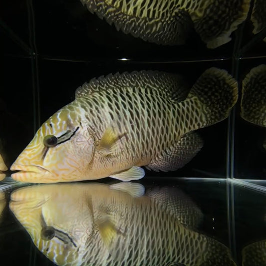 【沖縄北部もとぶ産】メガネモチノウオ★人工飼料餌付済28〜30cm前後 粒餌付き海水魚プロショップ