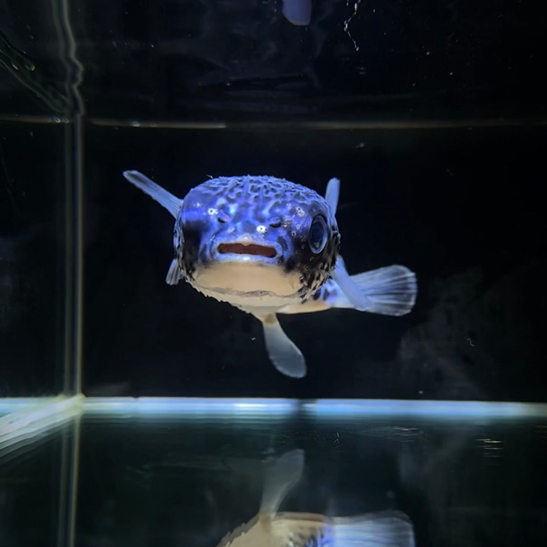 【沖縄北部もとぶ産】ヤセハリセンボン 14cm前後 海水魚プロショップ