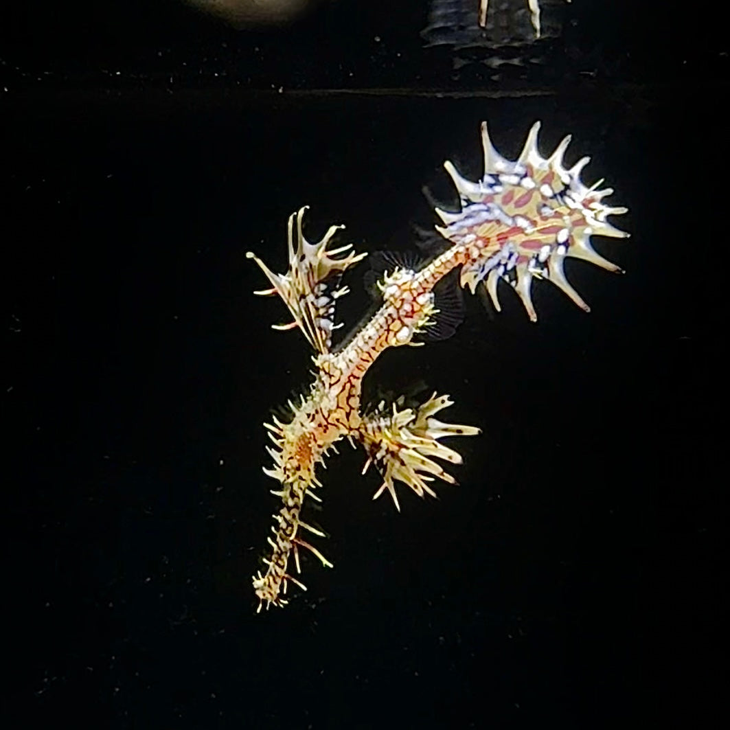 【沖縄北部もとぶ産】ニシキフウライウオ・レアカラー5〜6cm前後 海水魚プロショップ