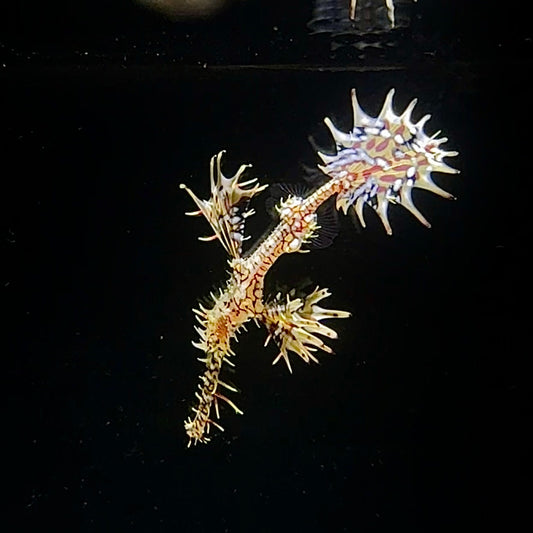 【沖縄北部もとぶ産】ニシキフウライウオ・レアカラー5〜6cm前後 海水魚プロショップ