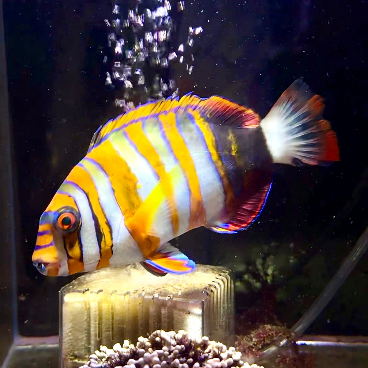 【沖縄北部もとぶ産】シチセンベラ12〜13cm前後 粒餌OK 海水魚プロショップ