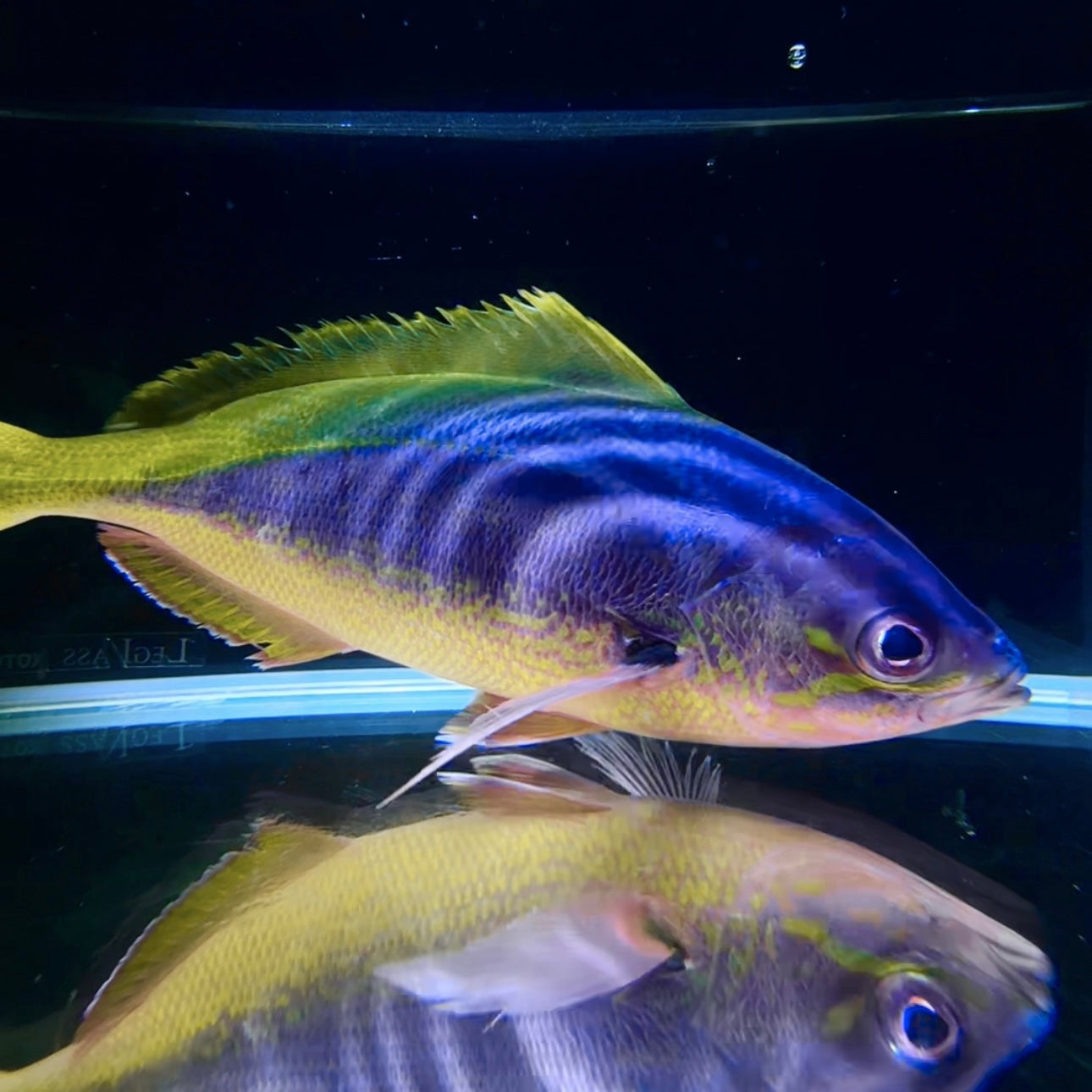 【沖縄北部もとぶ産】ウメイロモドキ23〜25cm前後 海水魚プロショップ