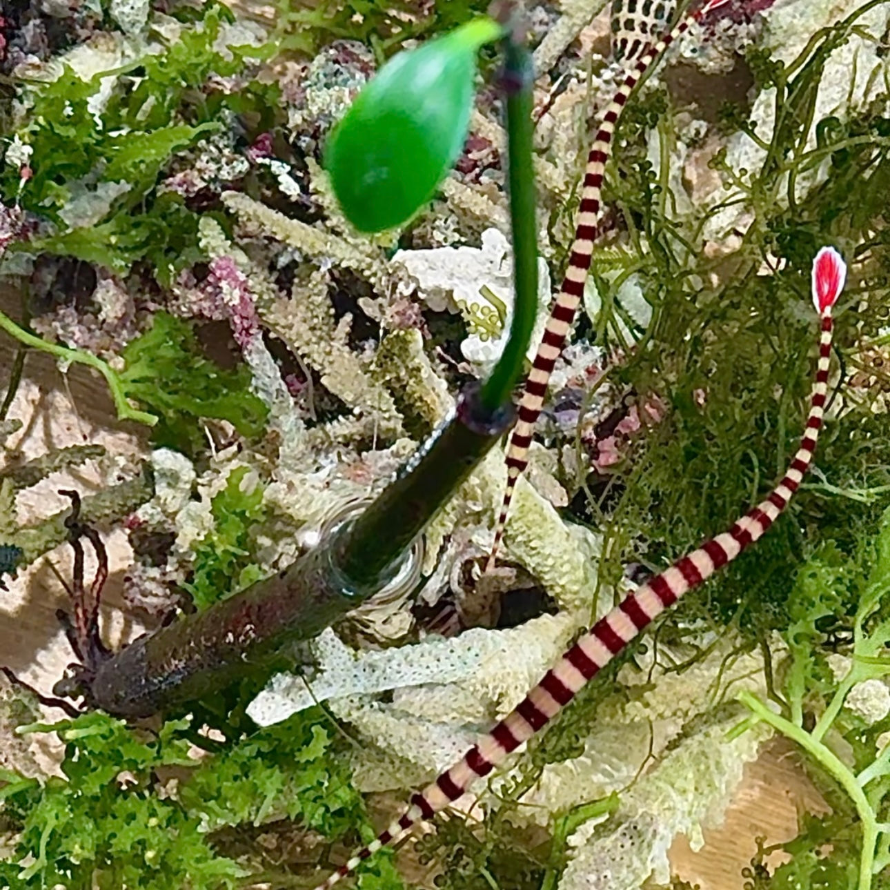 【沖縄北部もとぶ産】オイランヨウジペア9〜12cm前後 海水魚プロショップ