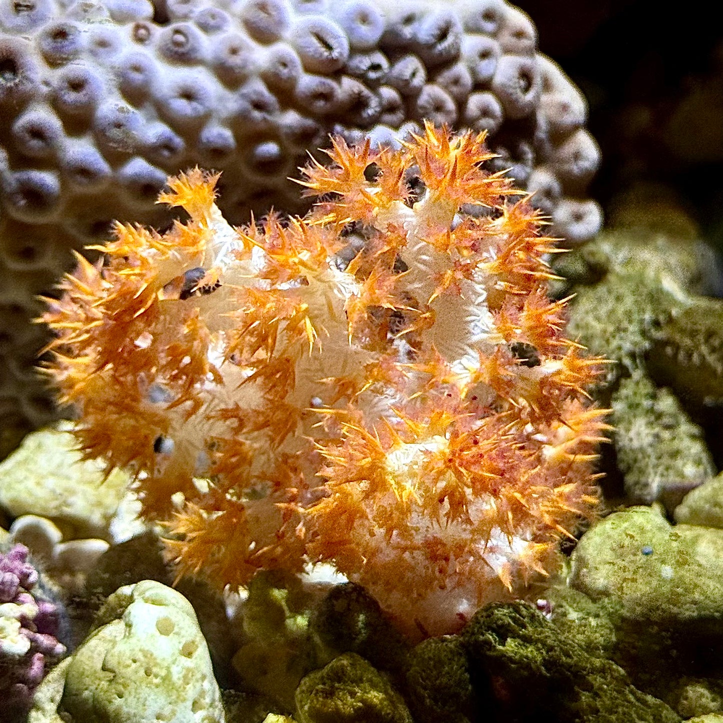 【沖縄北部もとぶ産】トゲトサカ5〜6cm前後 海水魚プロショップ
