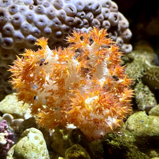 【沖縄北部もとぶ産】トゲトサカ5〜6cm前後 海水魚プロショップ