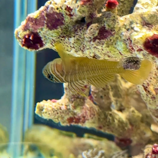 【沖縄北部もとぶ産】イレズミハゼ3〜4cm前後 海水魚プロショップ