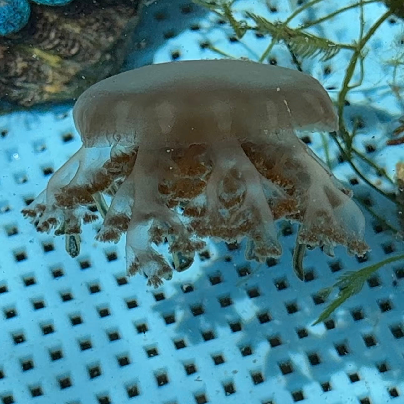 【沖縄北部もとぶ産】サカサクラゲ7cm前後 海水魚プロショップ