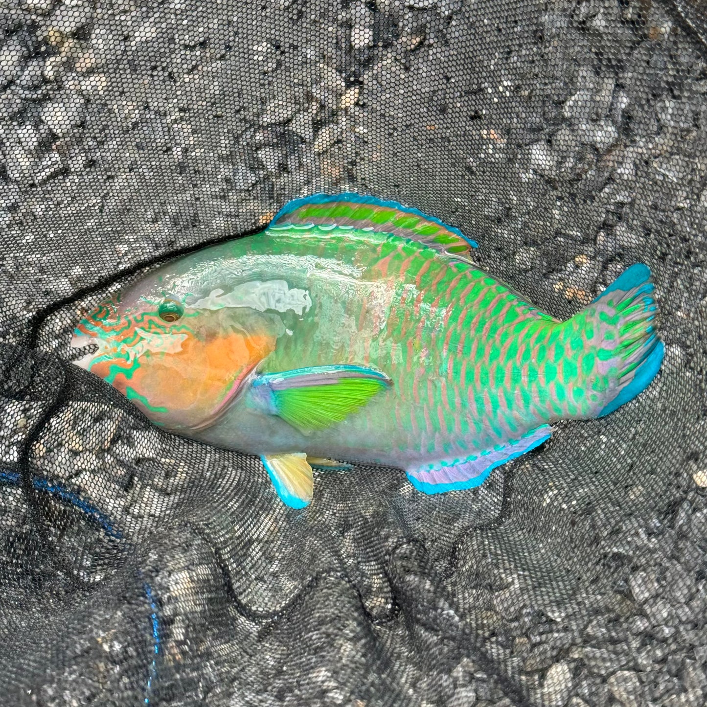 【沖縄北部もとぶ産】スジブダイ sp. 30cm前後 海水魚プロショップ