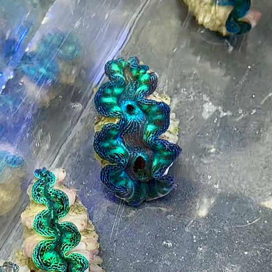 【沖縄北部もとぶ産】ヒメシャコガイ 3〜4cm前後 海水魚プロショップ