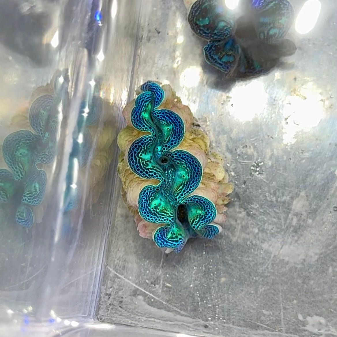 【沖縄北部もとぶ産】ヒメシャコガイ 3〜4cm前後 海水魚プロショップ