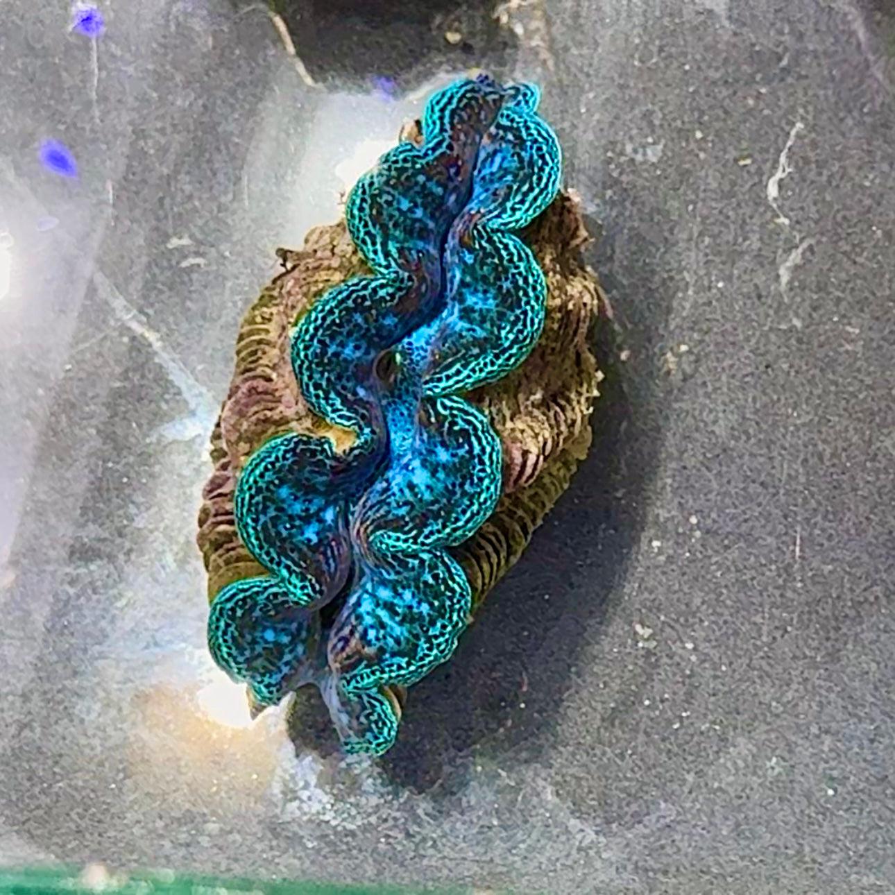 【沖縄北部もとぶ産】ヒメシャコガイ 5〜6cm前後 海水魚プロショップ