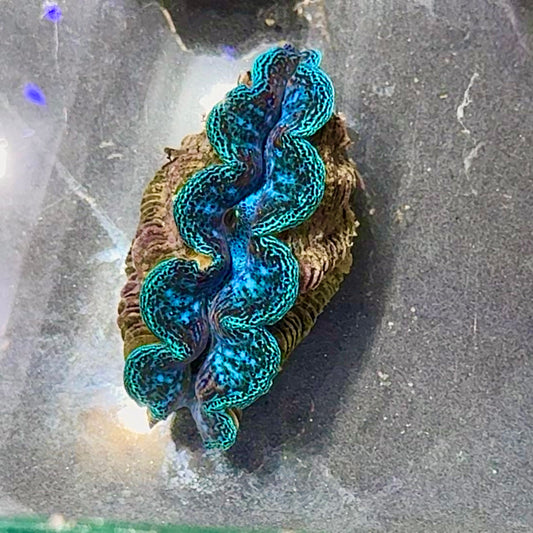 【沖縄北部もとぶ産】ヒメシャコガイ 5〜6cm前後 海水魚プロショップ