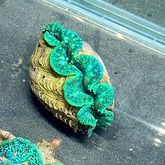 【沖縄北部もとぶ産】ヒメシャコガイ 5〜6cm前後 海水魚プロショップ