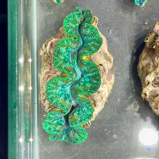 【沖縄北部もとぶ産】ヒメシャコガイ 8〜9cm前後 海水魚プロショップ