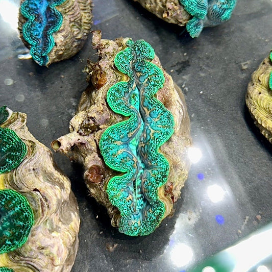 【沖縄北部もとぶ産】ヒメシャコガイ 8〜9cm前後 海水魚プロショップ