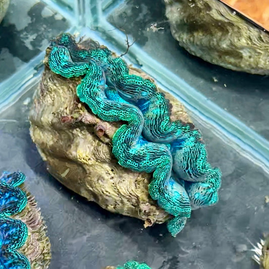 【沖縄北部もとぶ産】ヒメシャコガイ 8〜9cm前後 海水魚プロショップ