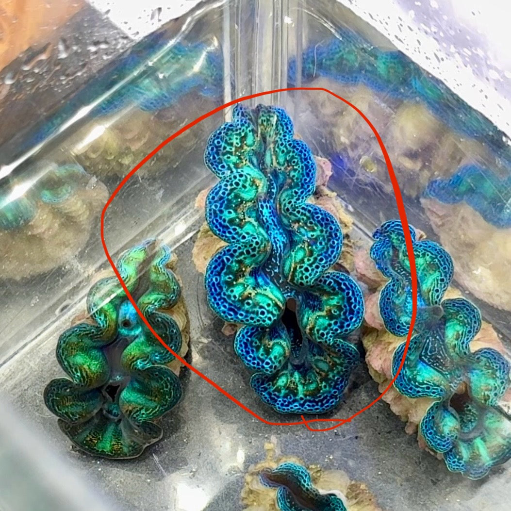 【沖縄北部もとぶ産】ヒメシャコガイ 3〜4cm前後 海水魚プロショップ