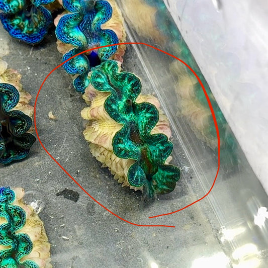 【沖縄北部もとぶ産】ヒメシャコガイ 3〜4cm前後 海水魚プロショップ