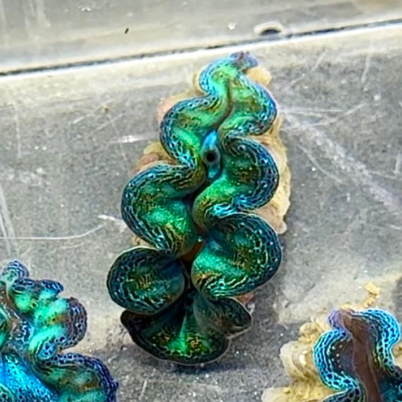 【沖縄北部もとぶ産】ヒメシャコガイ 3cm前後 海水魚プロショップ