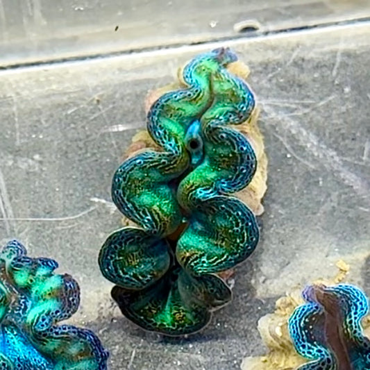 【沖縄北部もとぶ産】ヒメシャコガイ 3cm前後 海水魚プロショップ