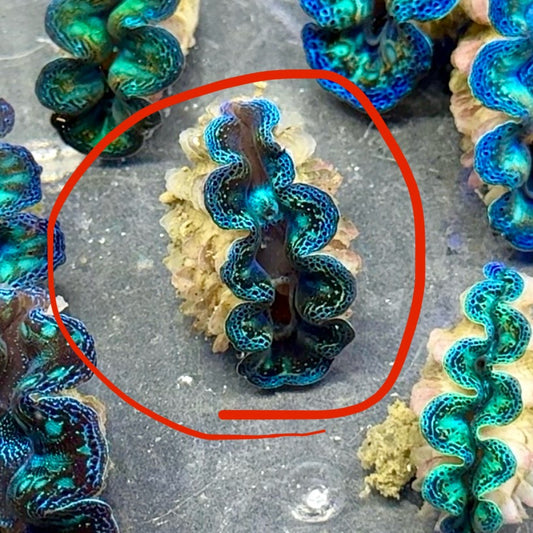 【沖縄北部もとぶ産】ヒメシャコガイ 3〜4cm前後 海水魚プロショップ