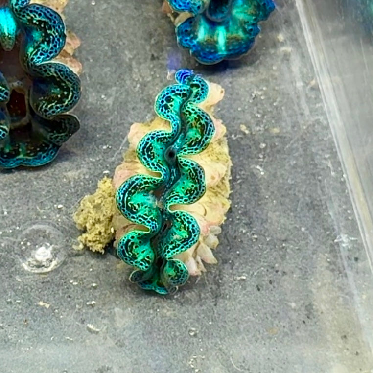 【沖縄北部もとぶ産】ヒメシャコガイ 3cm前後 海水魚プロショップ