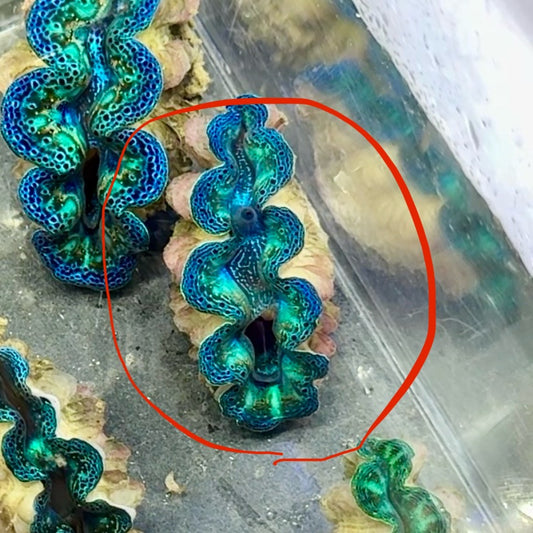 【沖縄北部もとぶ産】ヒメシャコガイ 3〜4cm前後 海水魚プロショップ