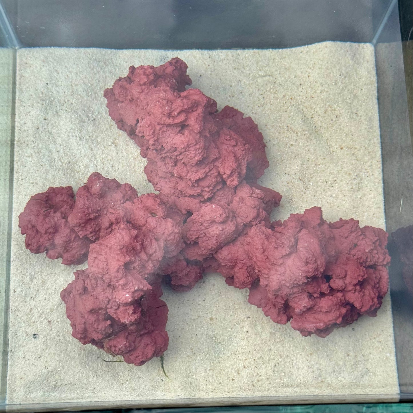 【マメデザイン】マメライブロック熟成タイプ(現品)