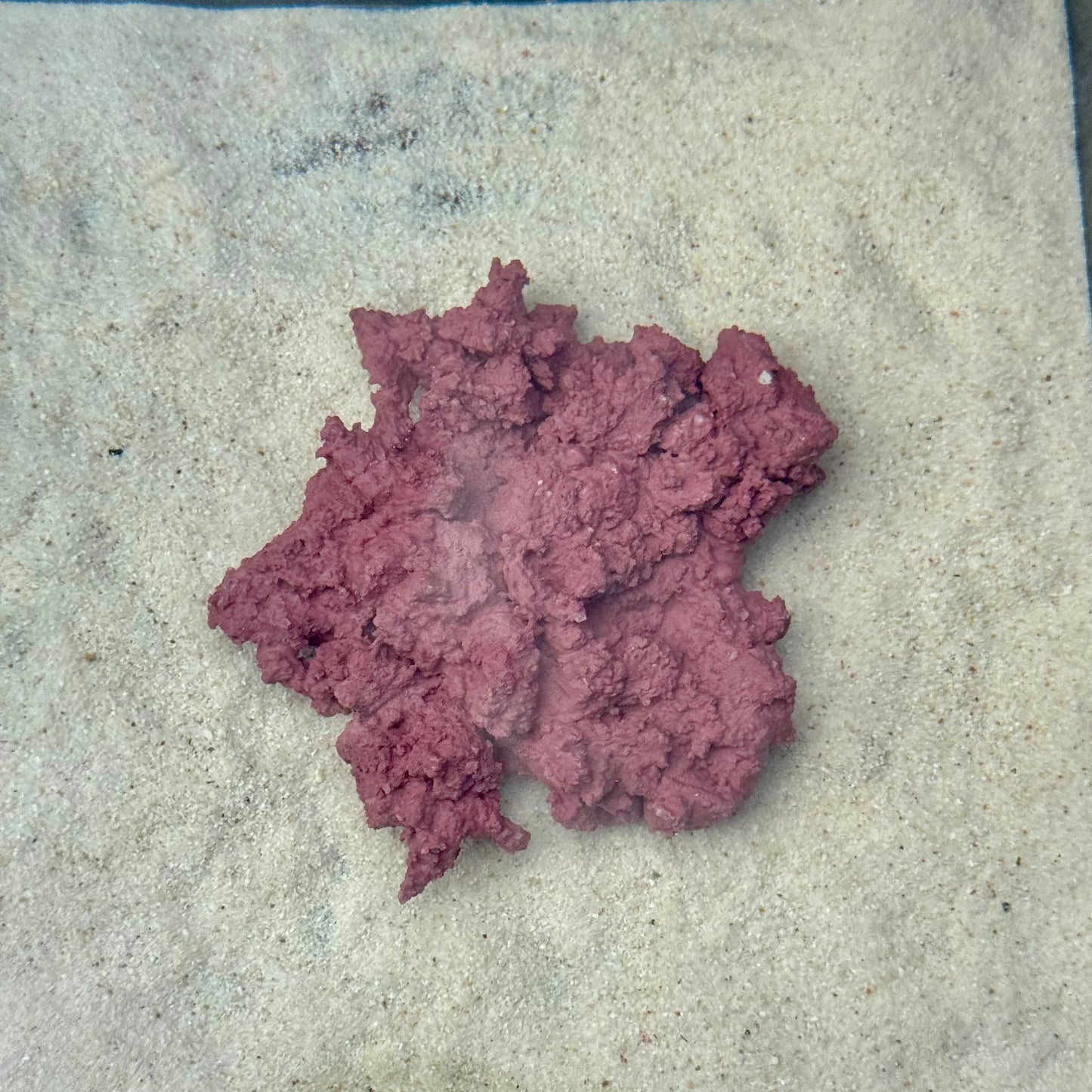 【マメデザイン】マメライブロックプレート1/3熟成タイプ