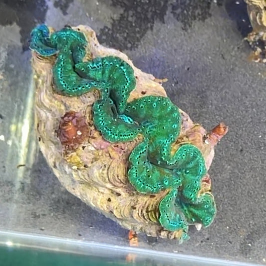 【沖縄北部もとぶ産】ヒメシャコガイ 5〜6cm前後 海水魚プロショップ