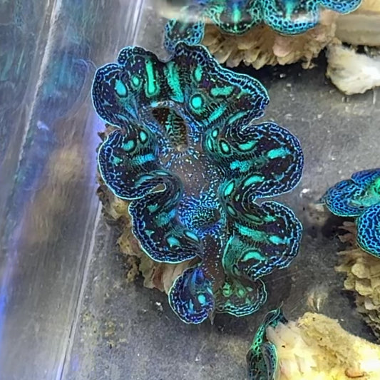 【沖縄北部もとぶ産】ヒメシャコガイ 3〜4cm前後 海水魚プロショップ